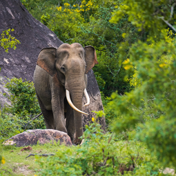 Wild Elephant In Yala National Park